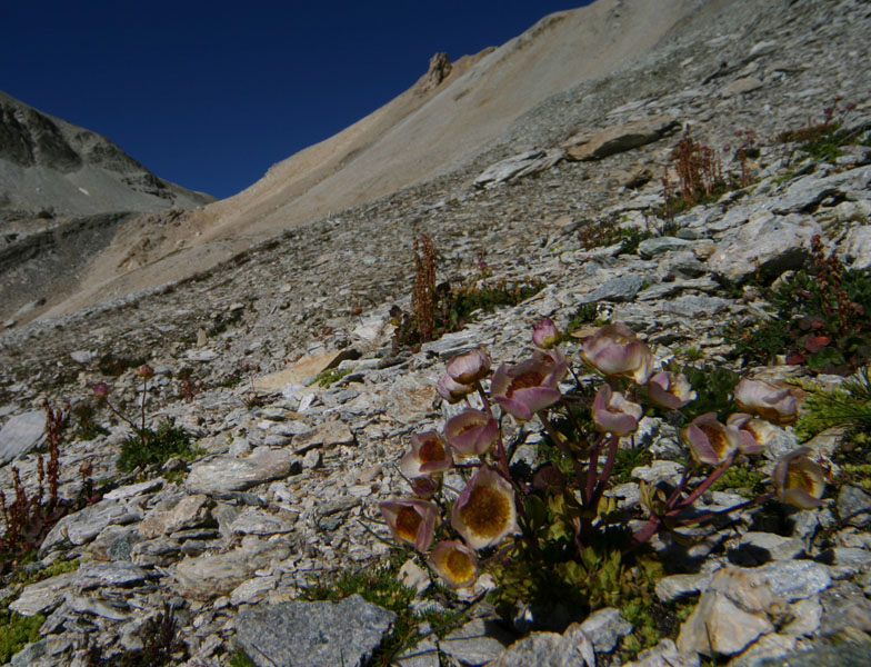 Ranunculs glacialis e R. bilobus